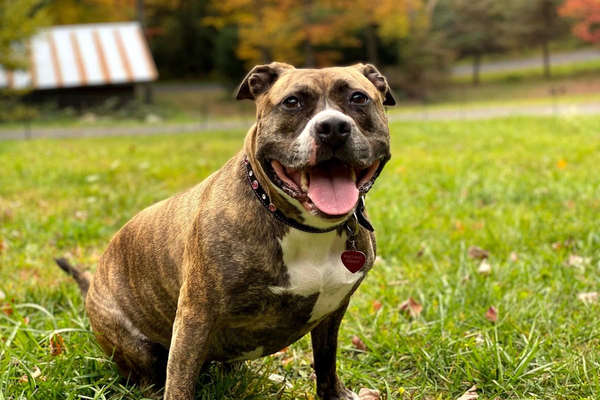 Gestromter Staffordshire Bullterrier sitzt fröhlich auf einer Herbstwiese
