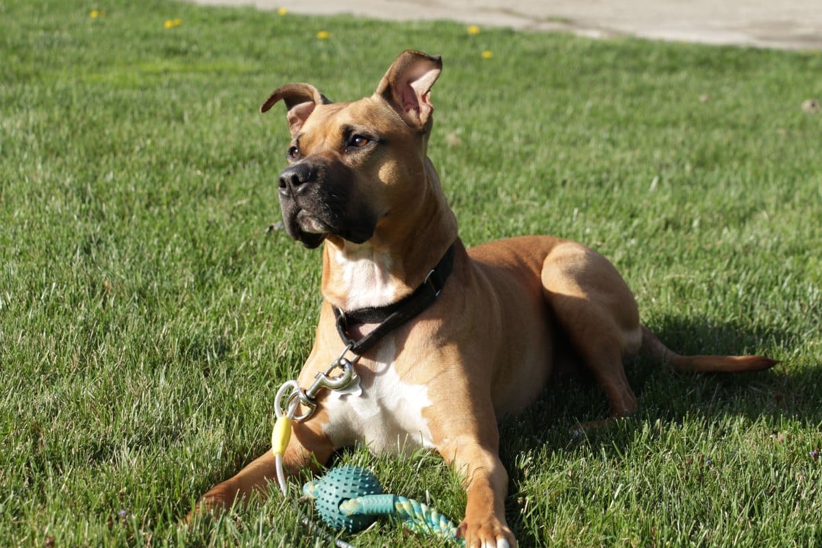 Brauner Pitbull liegt entspannt mit Spielzeug im Gras