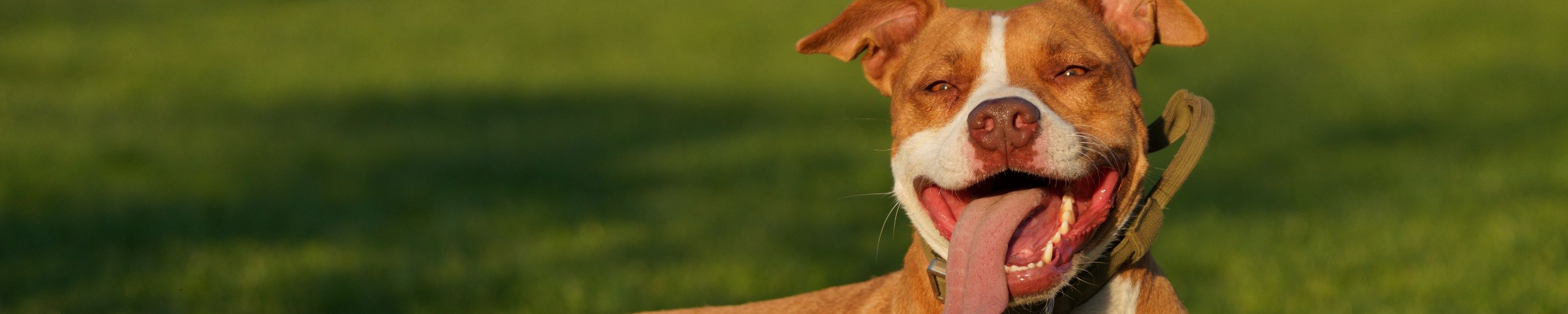 Listenhunde in Österreich und Deutschland: Rasseliste nach Bundesland