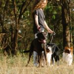 Sicher durch den Herbstwald: Rückruf, Wildwechsel und Jagdtrieb