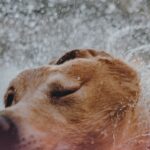 Warum riecht mein Hund nach Regen? Fellgeruch erklärt