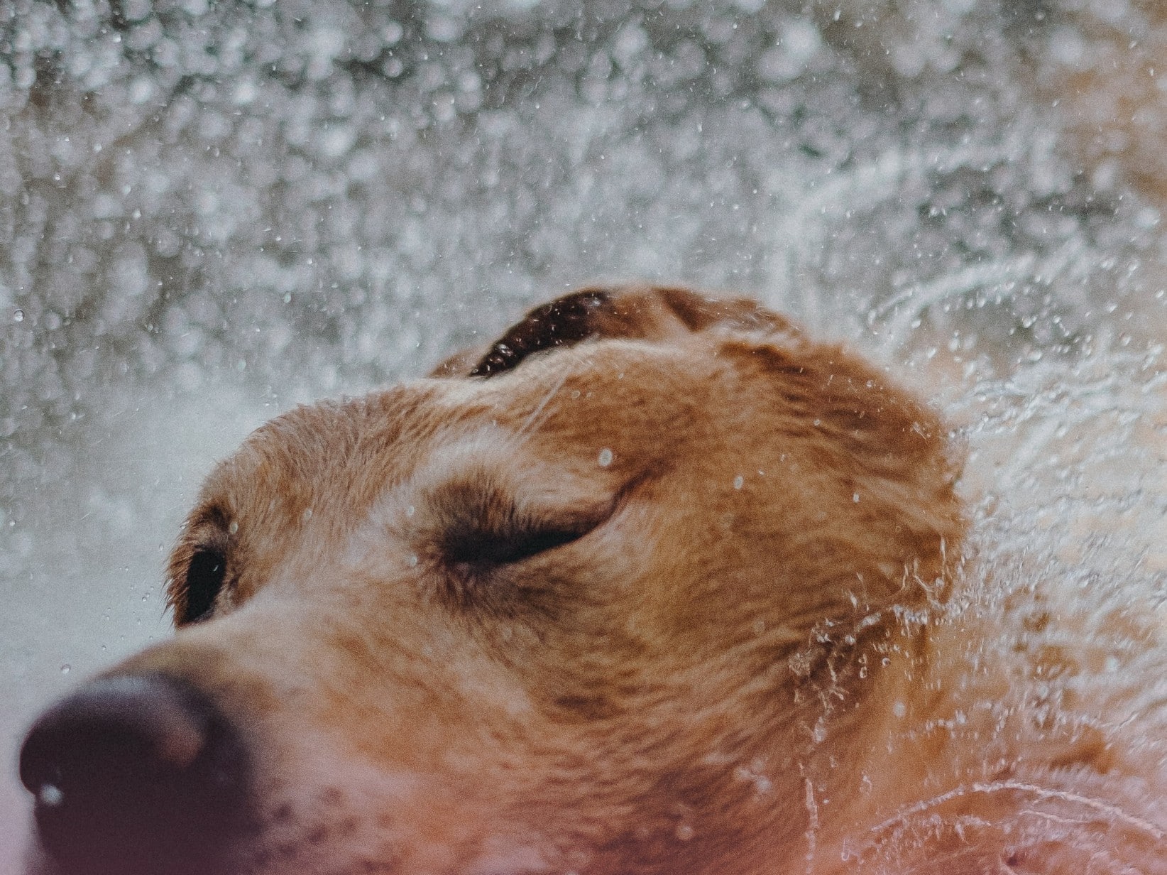Warum riecht mein Hund nach Regen? Fellgeruch erklärt