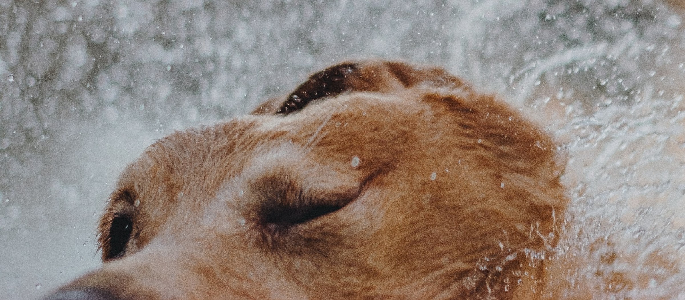 Warum riecht mein Hund nach Regen? Fellgeruch erklärt