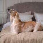 Wellness mit Hund: Hotels mit eigenem Hundeprogramm in Österreich und Deutschland