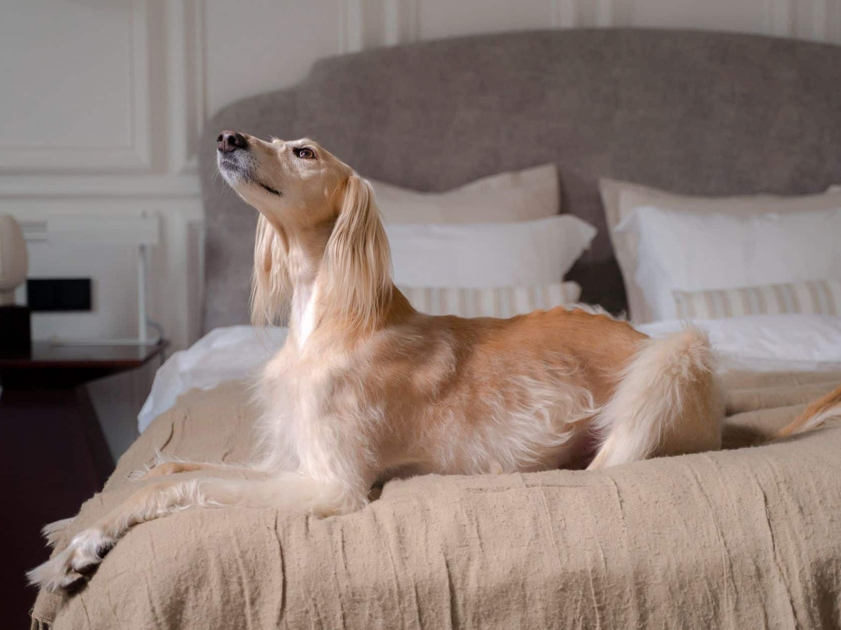 Wellness mit Hund: Hotels mit eigenem Hundeprogramm in Österreich und Deutschland