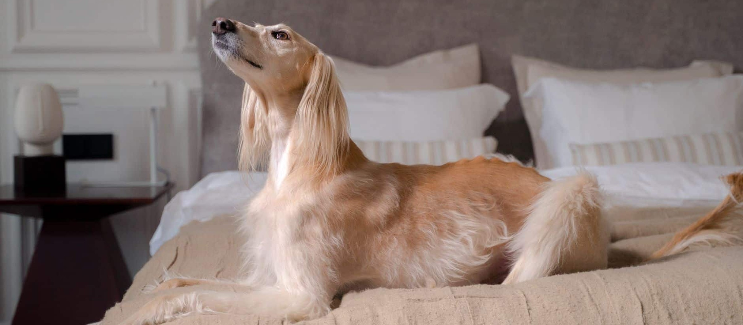 Wellness mit Hund: Hotels mit eigenem Hundeprogramm in Österreich und Deutschland