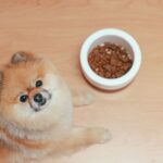 Zeitumstellung am 25. Oktober: So gewöhnst du Hund und Katze in drei Tagen um
