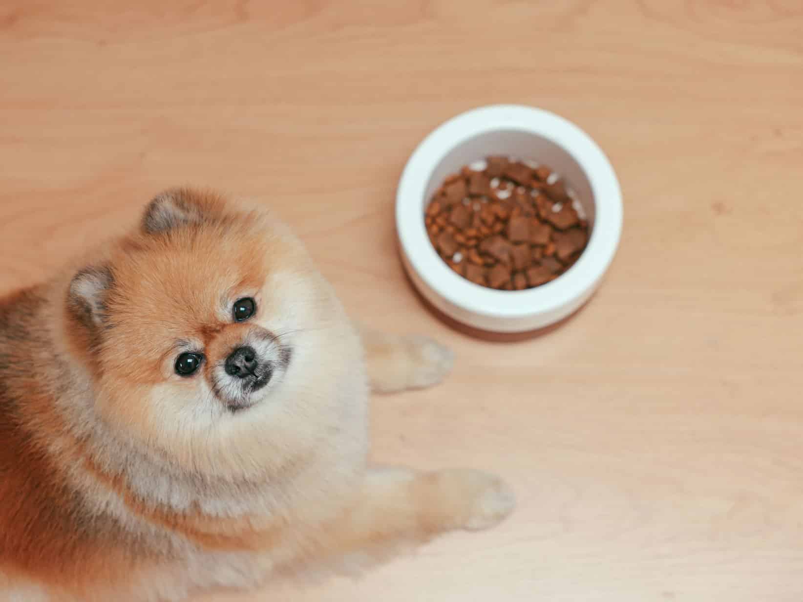 Zeitumstellung am 25. Oktober: So gewöhnst du Hund und Katze in drei Tagen um