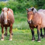 Noriker: Rasseporträt des österreichischen Kaltbluts