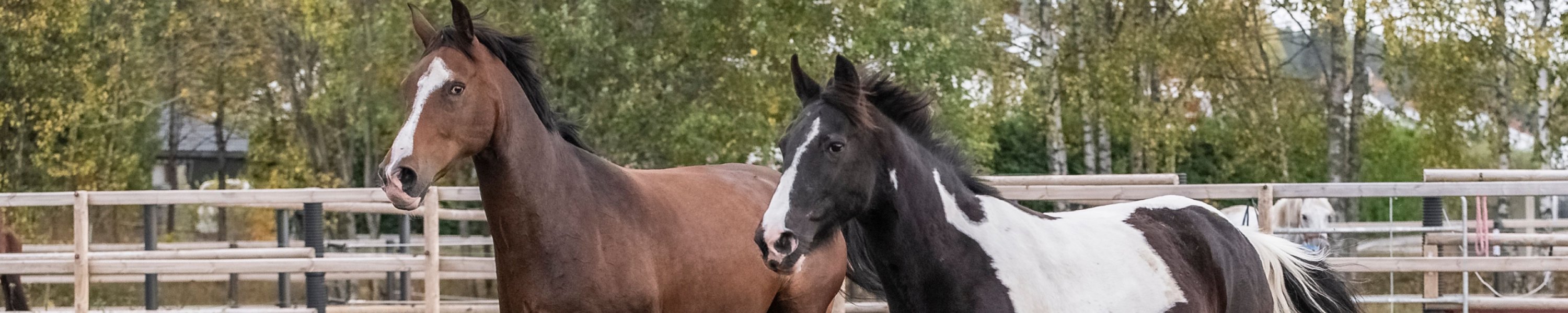 Offenstall oder Box: Was passt zu deinem Pferd?