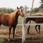 Offenstall oder Box: Was passt zu deinem Pferd?