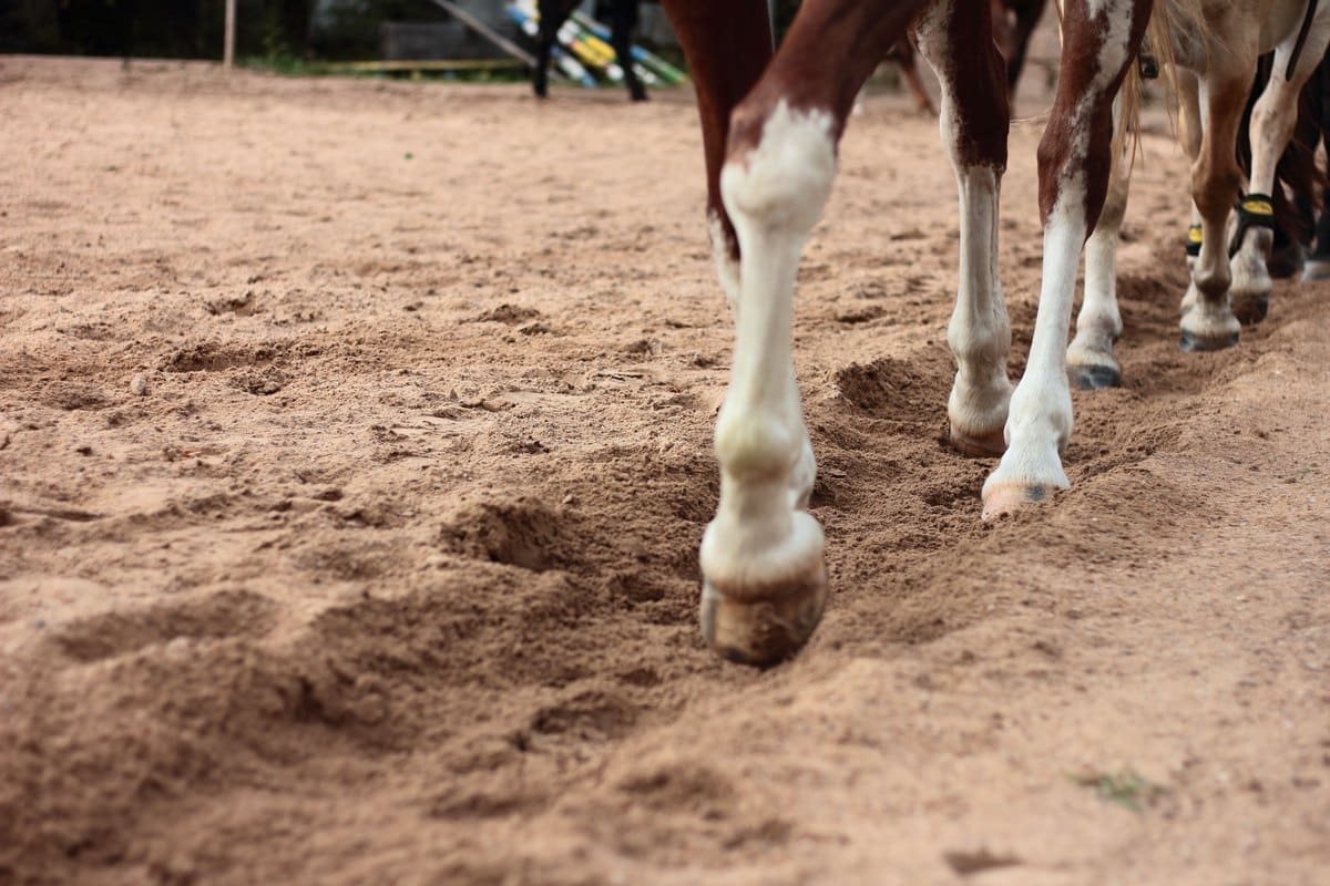 Nahaufnahme von Pferdebeinen und Hufen im Sand