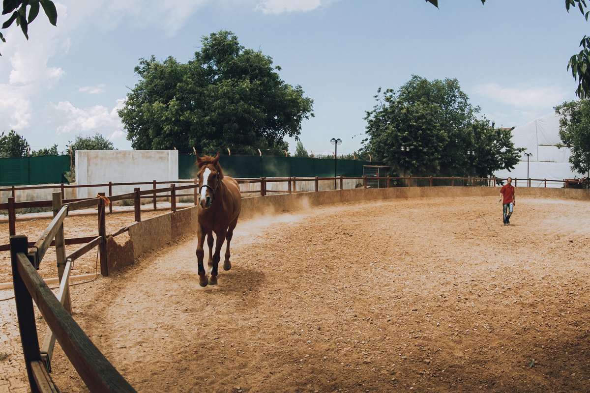 Pferd trabt im Roundpen auf die Kamera zu
