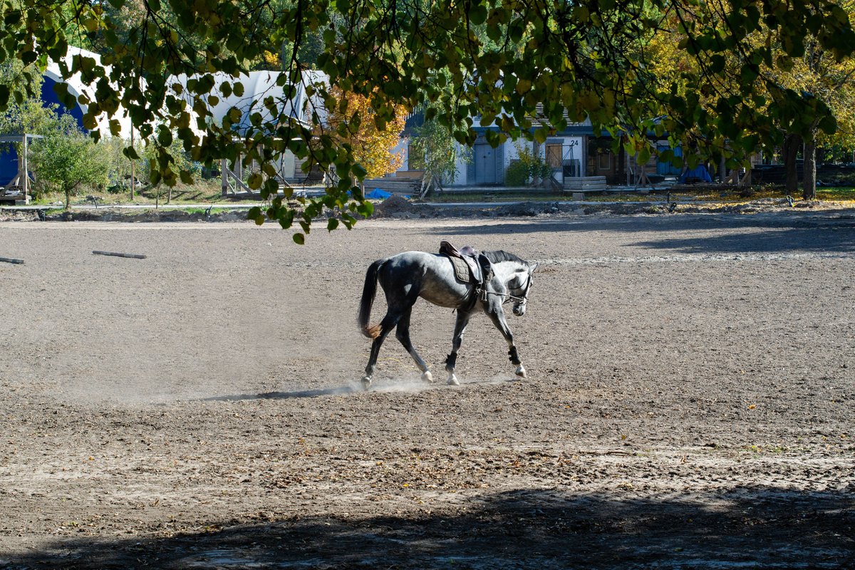 Apfelschimmel im Schritt auf einem Reitplatz
