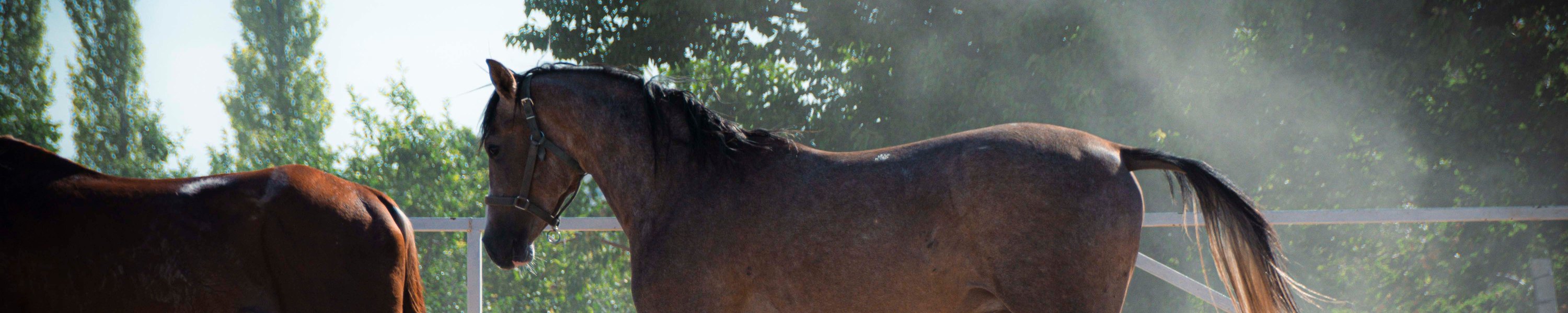 Pferd lahmt: Vorne oder hinten erkennen und richtig handeln