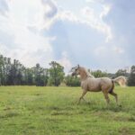 Pferd lahmt: Vorne oder hinten erkennen und richtig handeln