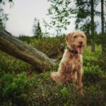 Pseudowut beim Hund: Aujeszky-Gefahr für Jagdhunde durch Wildschweine