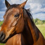 PSSM beim Pferd: Symptome, Gentest und Fütterung