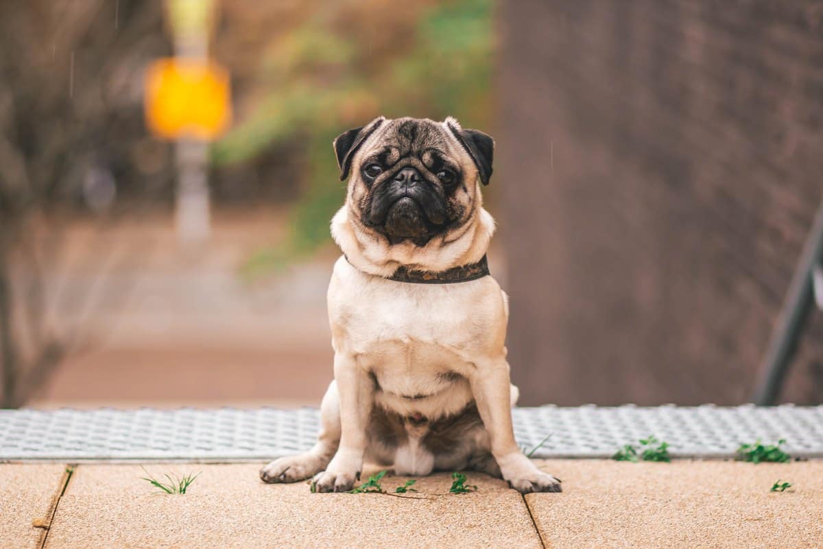 Mops sitzt aufrecht auf einem Gehweg