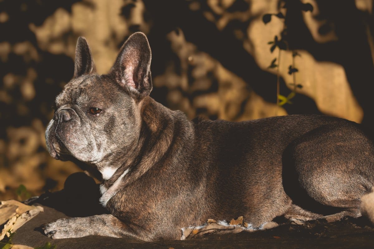 Französische Bulldogge liegt in der Abendsonne