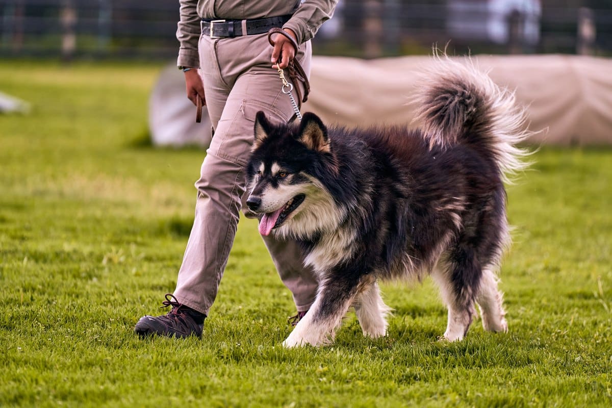 Hund läuft an der Leine neben seinem Halter über eine Wiese