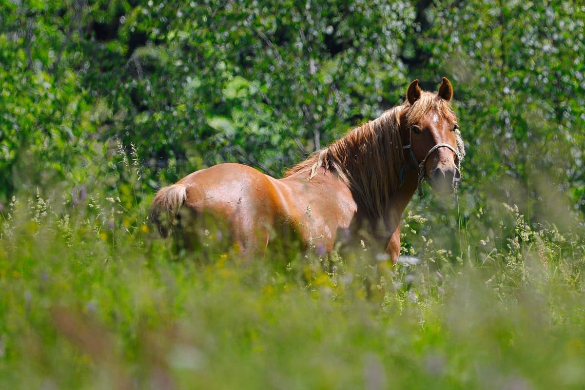 Braunes Pferd steht im hohen Gras
