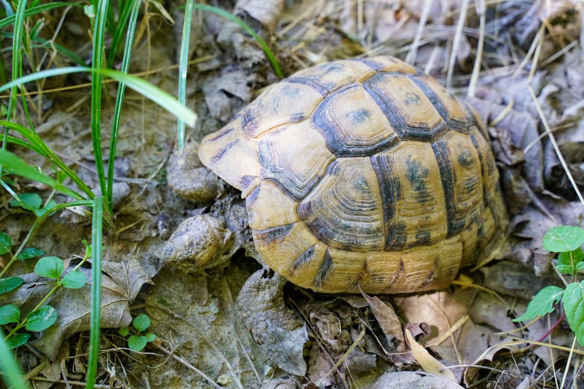 Europäische Landschildkröte zwischen Laub und Gräsern