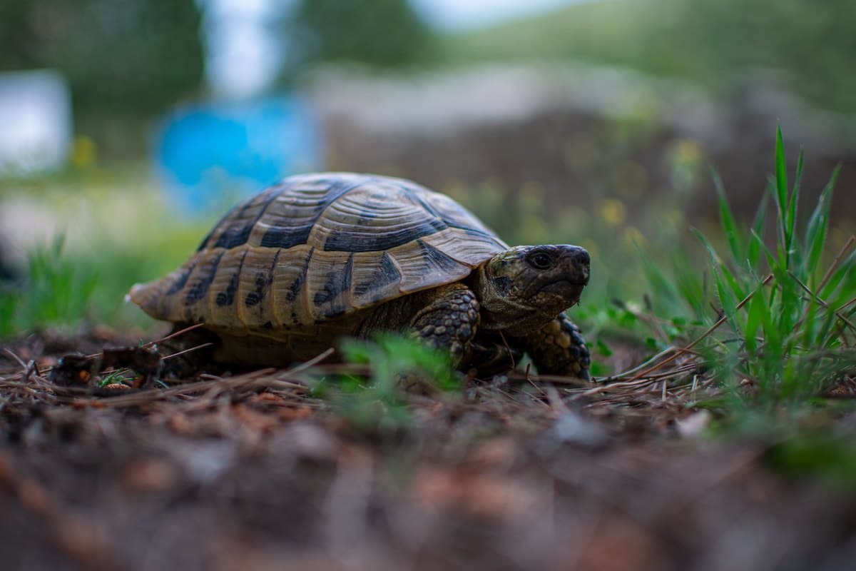 Landschildkröte im Freigehege auf Erdboden