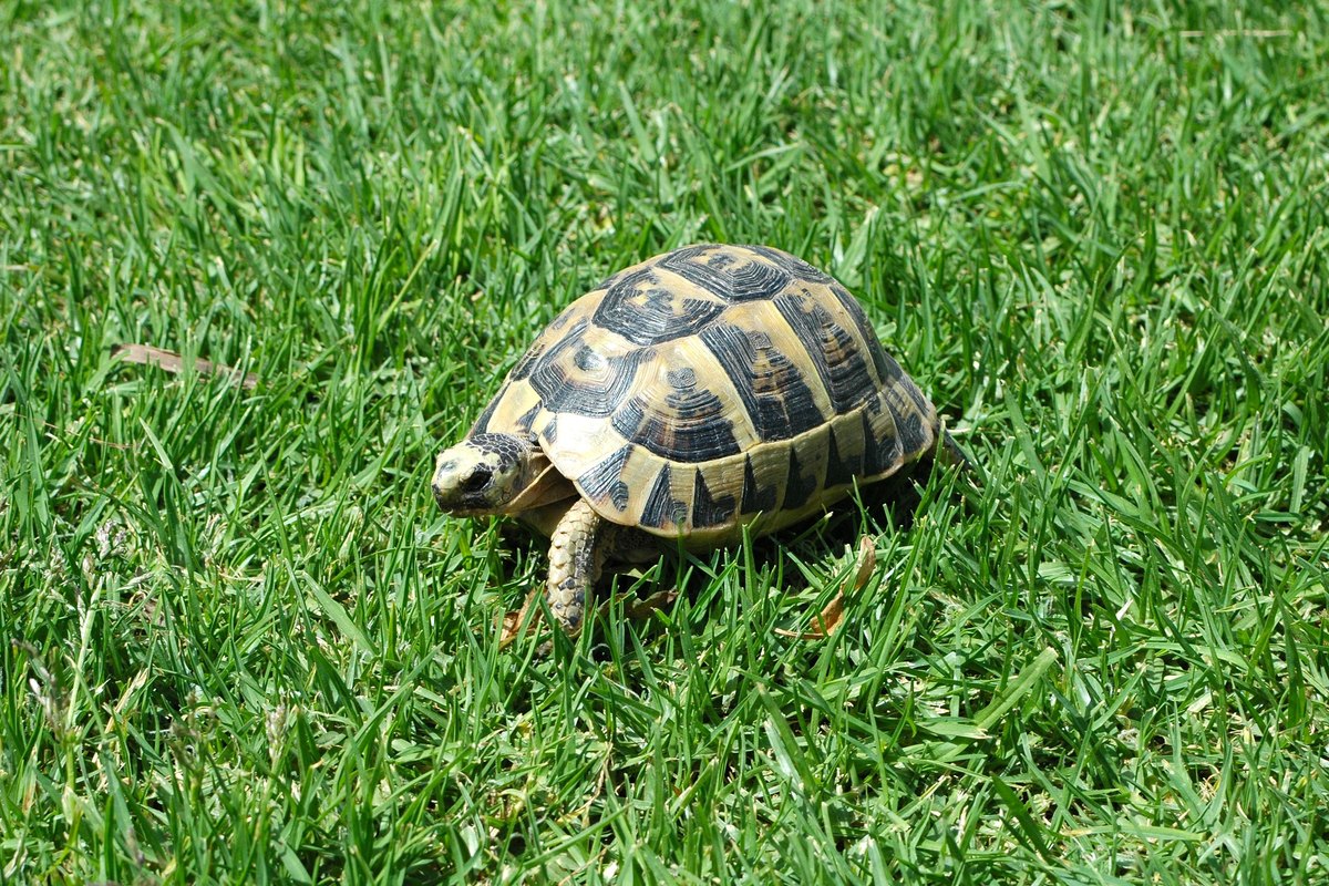 Landschildkröte sonnt sich auf einer Wiese