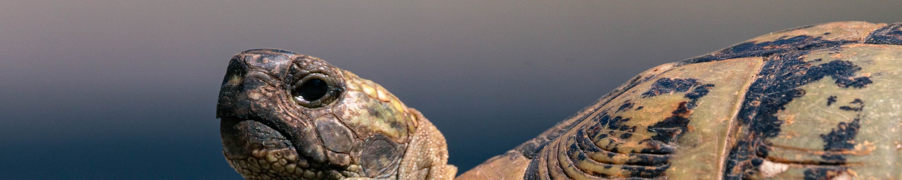 Landschildkröte Winterstarre: So überwintert sie sicher