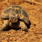 Landschildkröte Winterstarre: So überwintert sie sicher