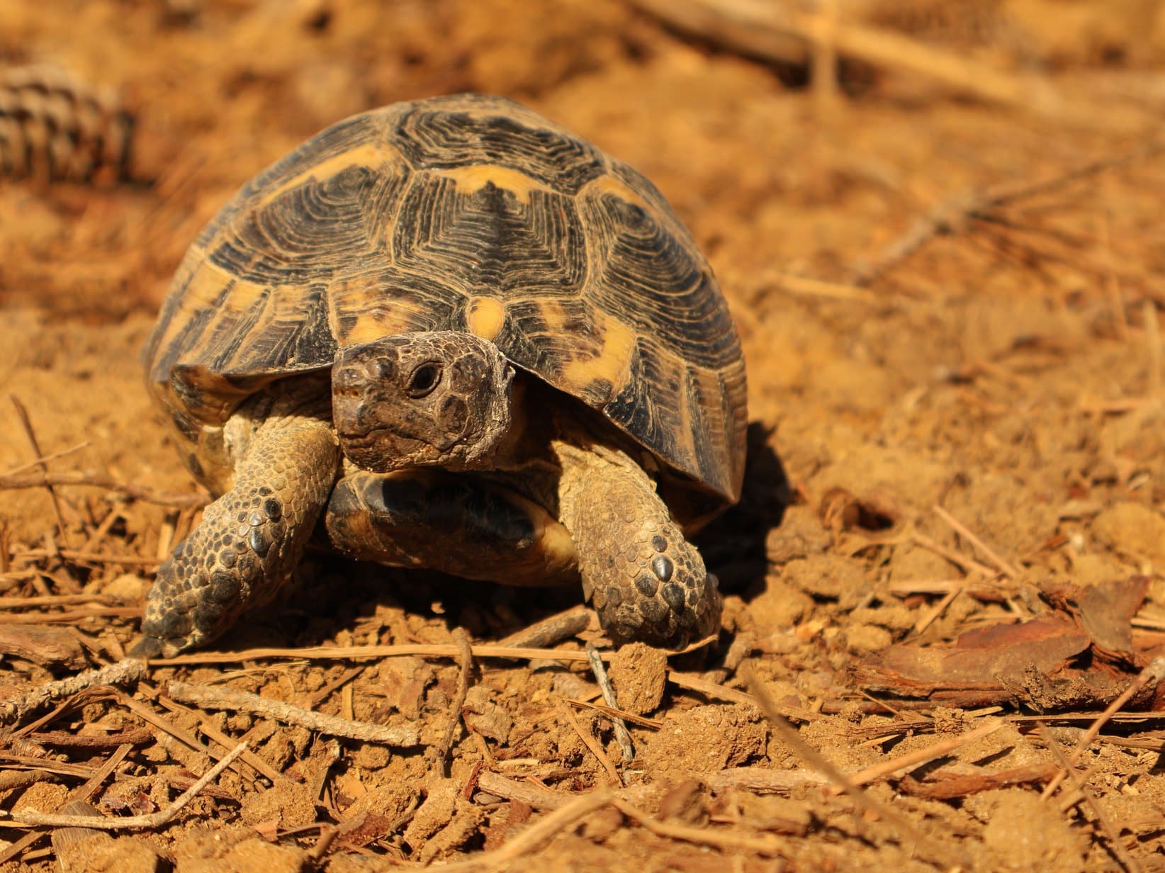 Landschildkröte Winterstarre: So überwintert sie sicher