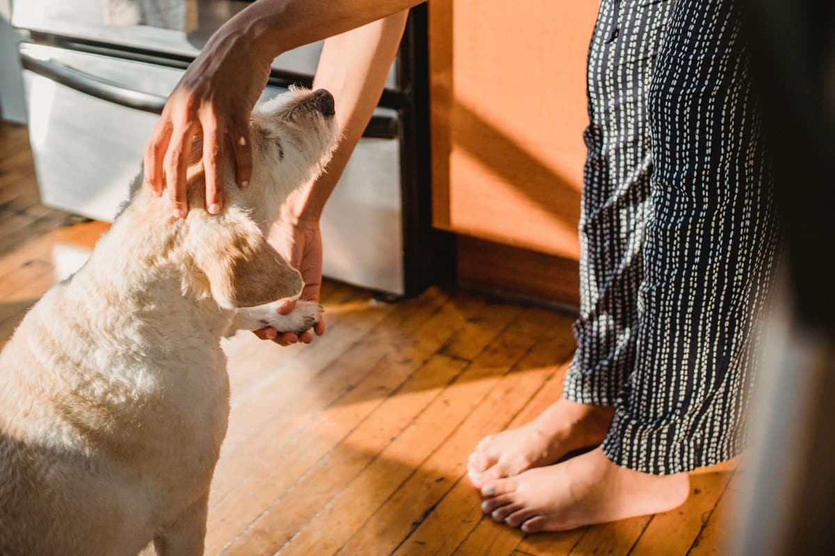 Hund in der Küche wird von seiner Halterin gestreichelt