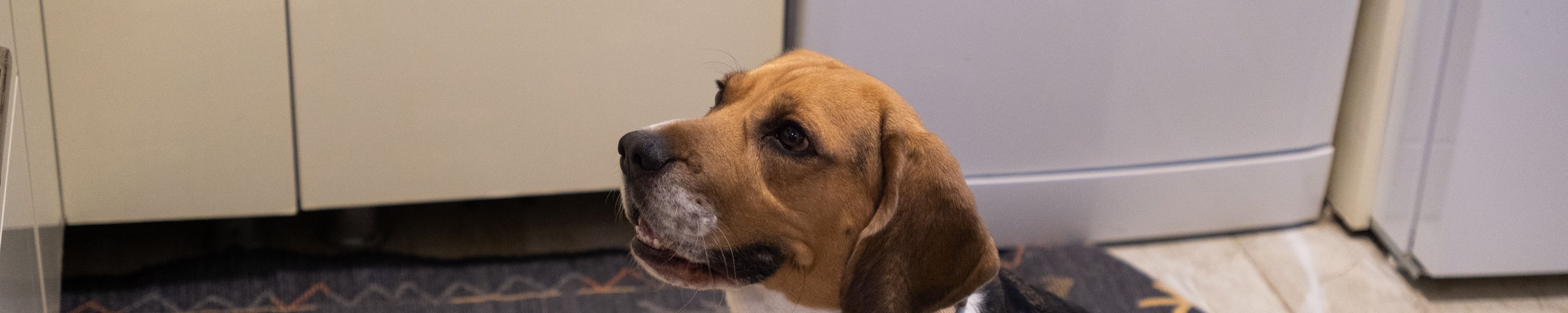 Schonkost für Hunde: Rezept und Anleitung