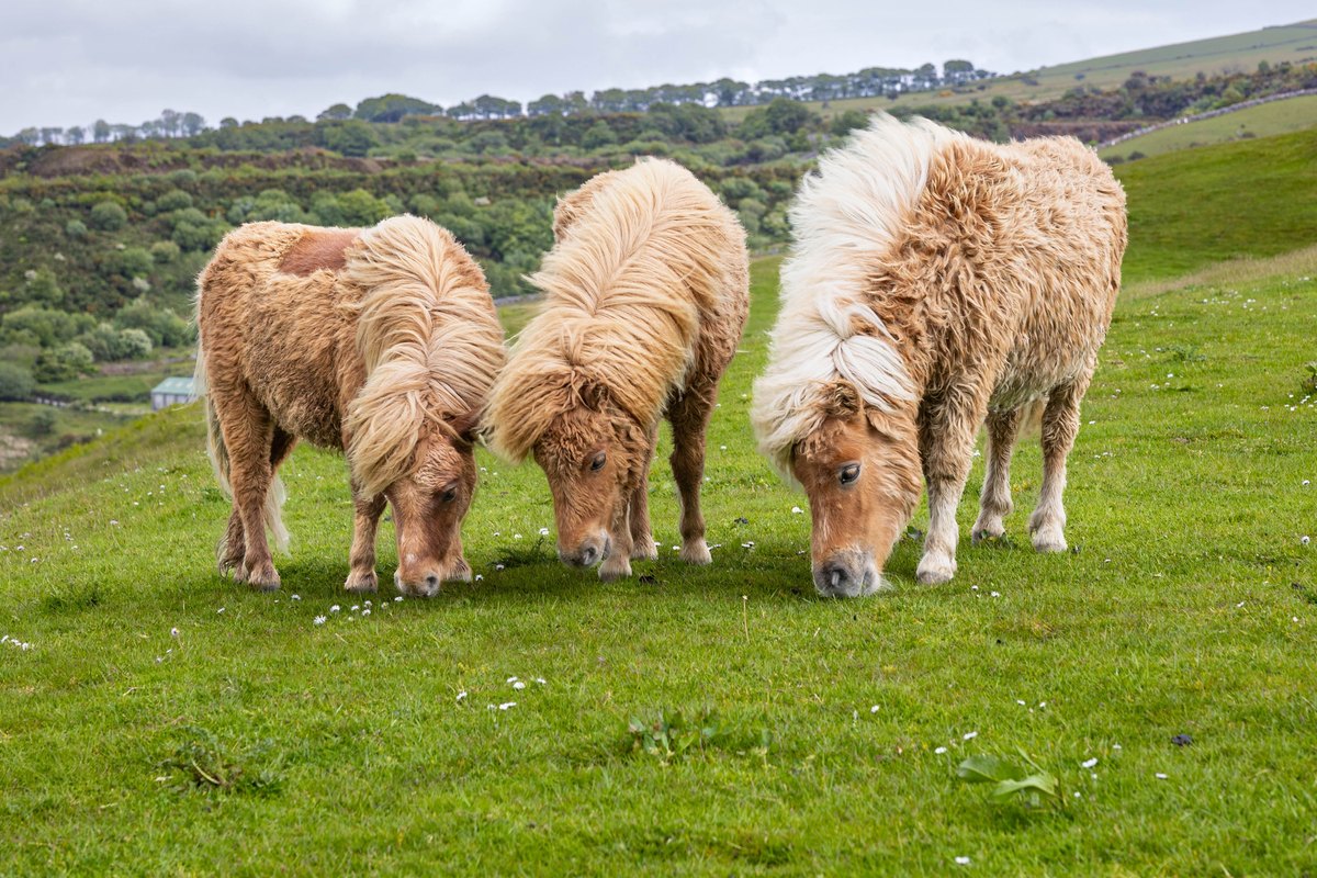 Drei Shetlandponys mit hellem Fell grasen am Hang