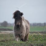 Shetlandpony: Rasseporträt mit Steckbrief, Haltung und Gesundheit