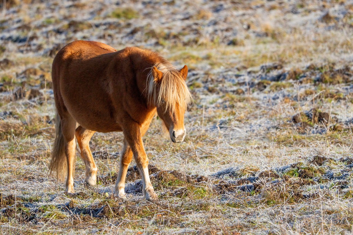 Fuchsfarbenes Shetlandpony auf einer bereiften Weide