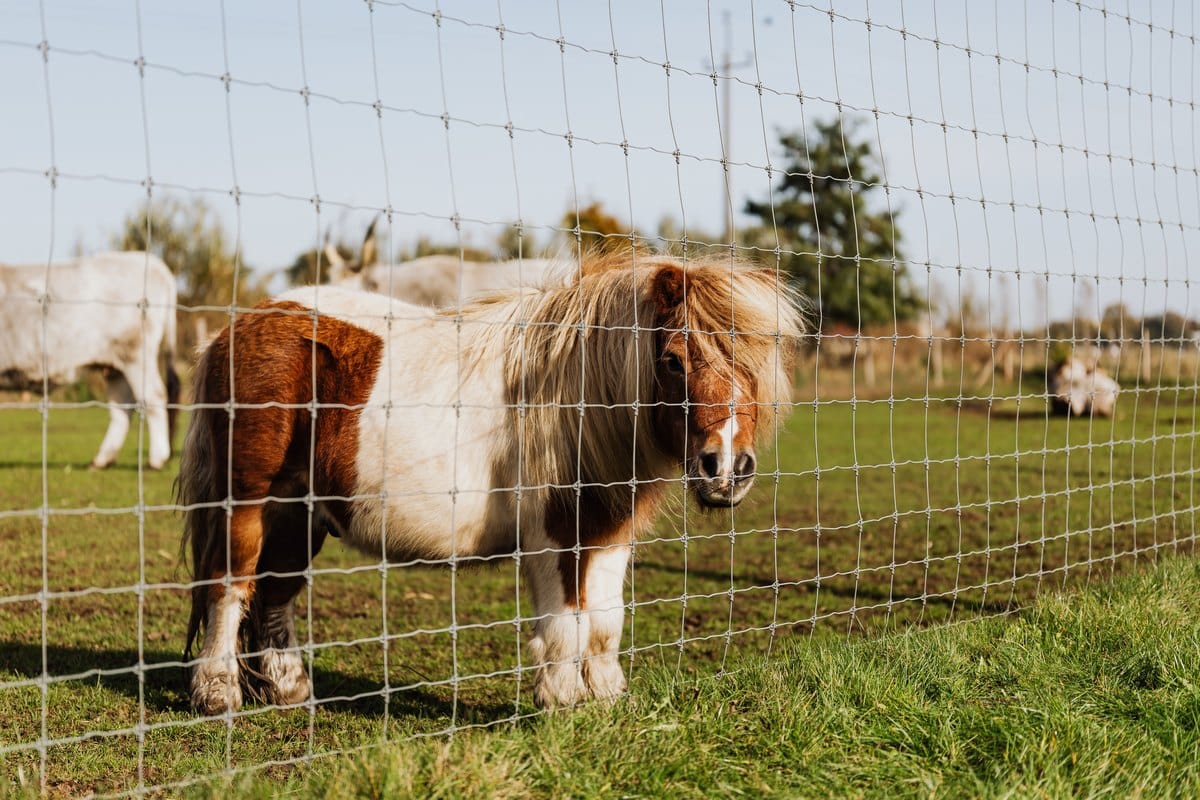 Geschecktes Shetlandpony steht hinter einem Weidezaun