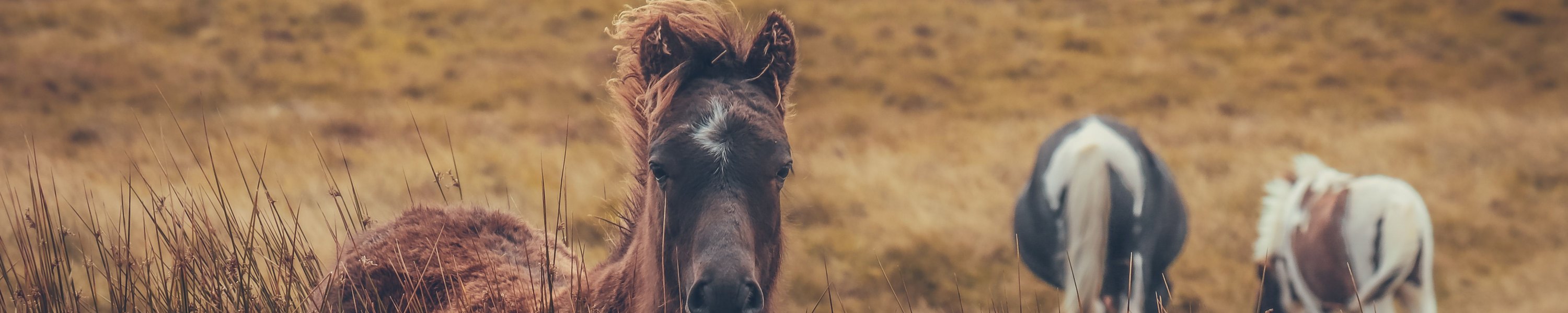Shetlandpony: Rasseporträt mit Steckbrief, Haltung und Gesundheit