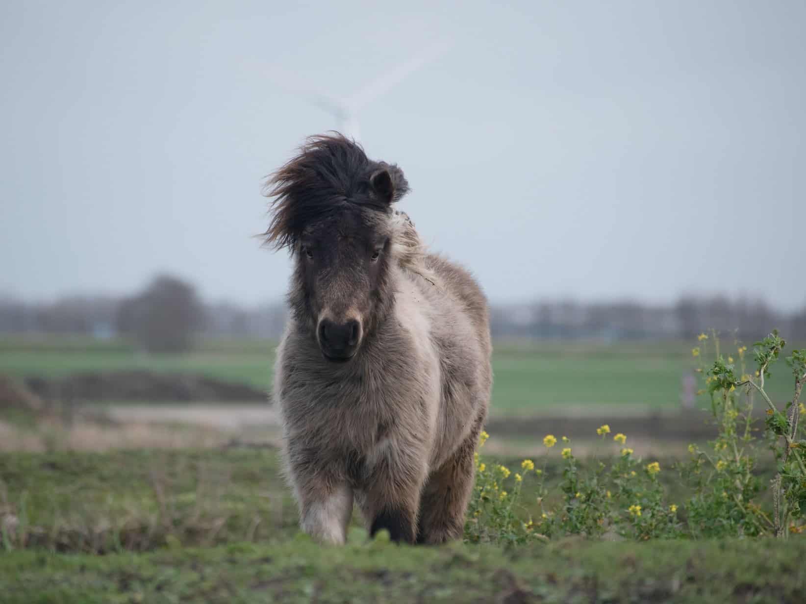 Shetlandpony: Rasseporträt mit Steckbrief, Haltung und Gesundheit