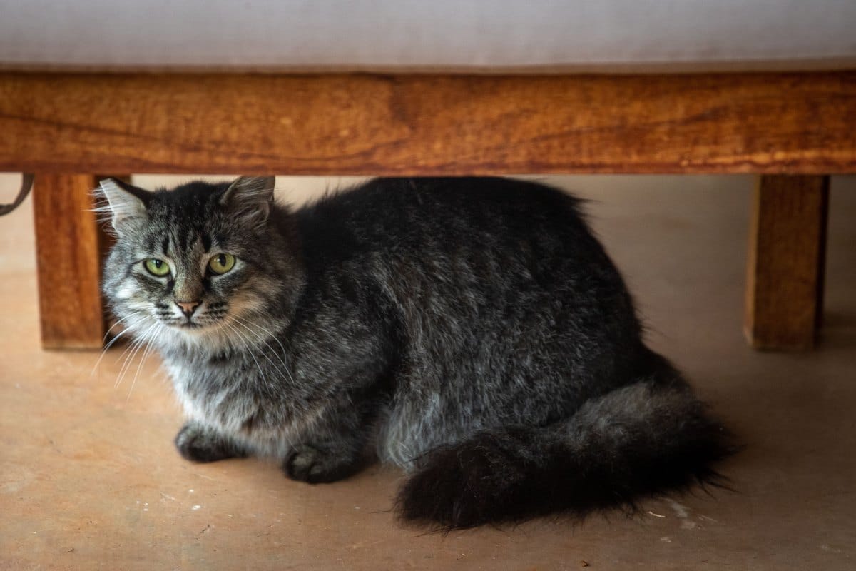 Getigerte Katze sucht Schutz unter einer Bank