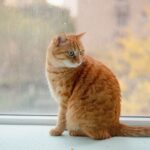 Silvester mit Katze: So bleibt sie entspannt