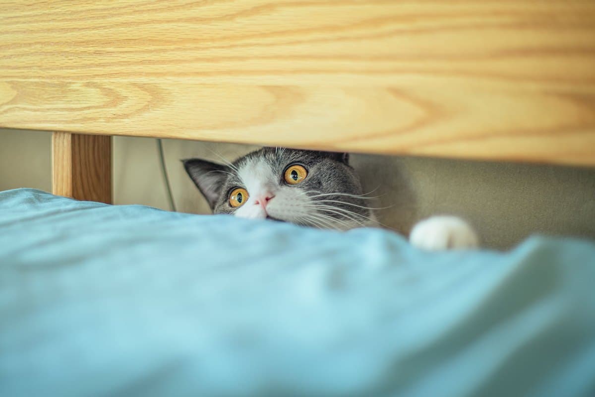 Katze späht vorsichtig unter dem Bett hervor