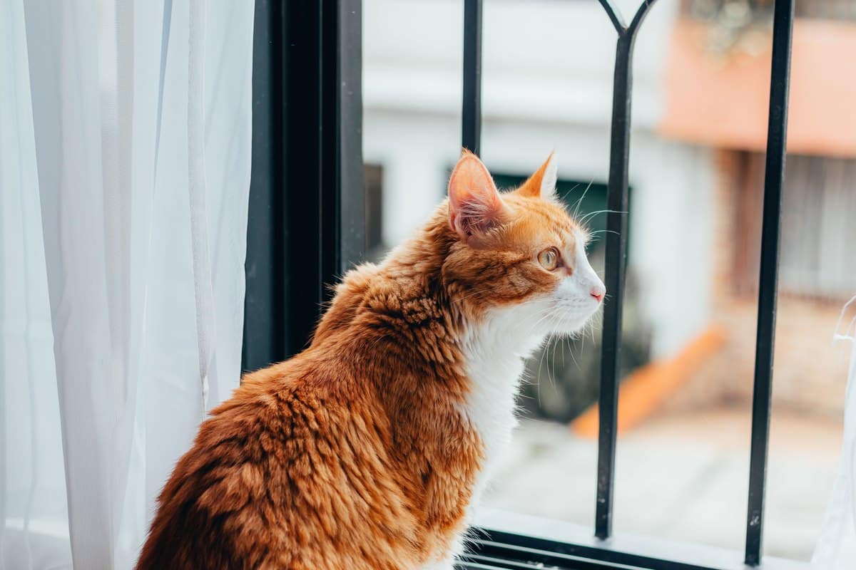 Rote Katze schaut aus dem Fenster