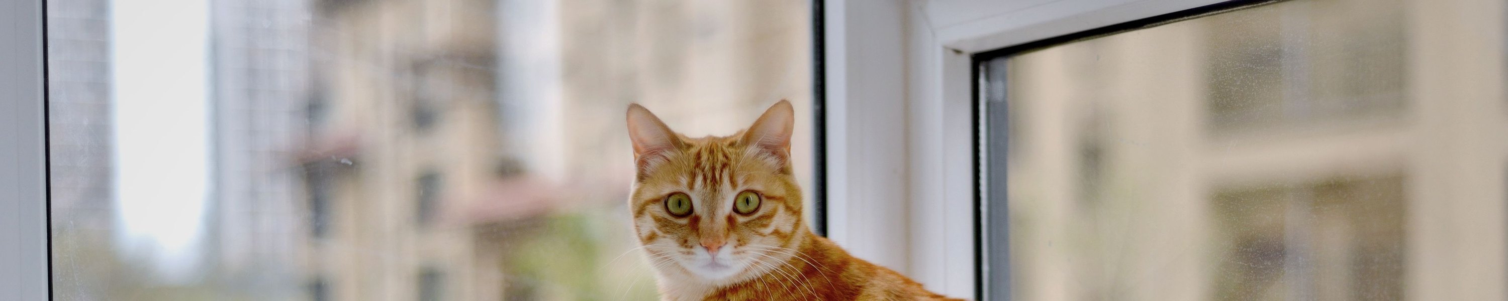 Silvester mit Katze: So bleibt sie entspannt