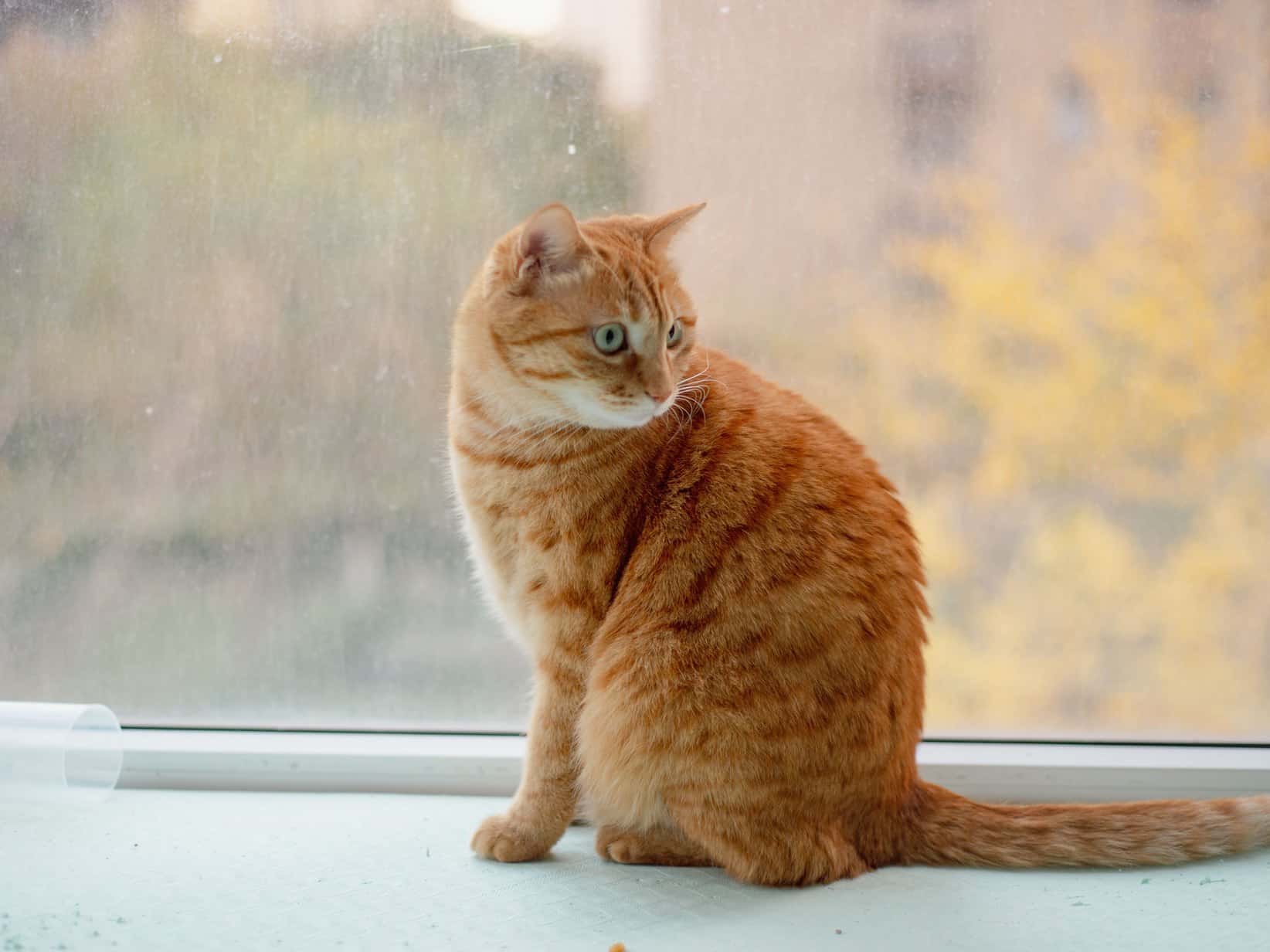 Silvester mit Katze: So bleibt sie entspannt