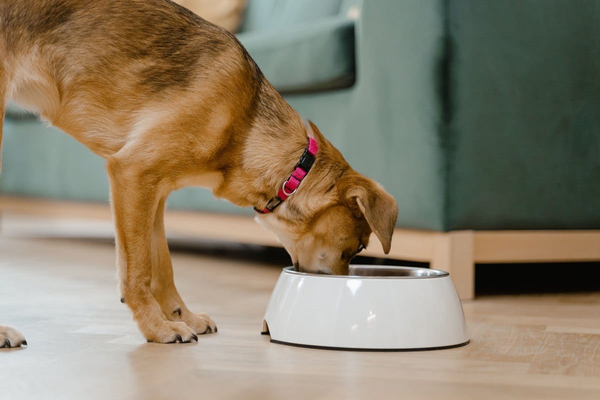 Hund mit rosa Halsband frisst aus einem weißen Napf