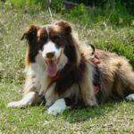 Veganes Hundefutter: Was die Studienlage wirklich hergibt