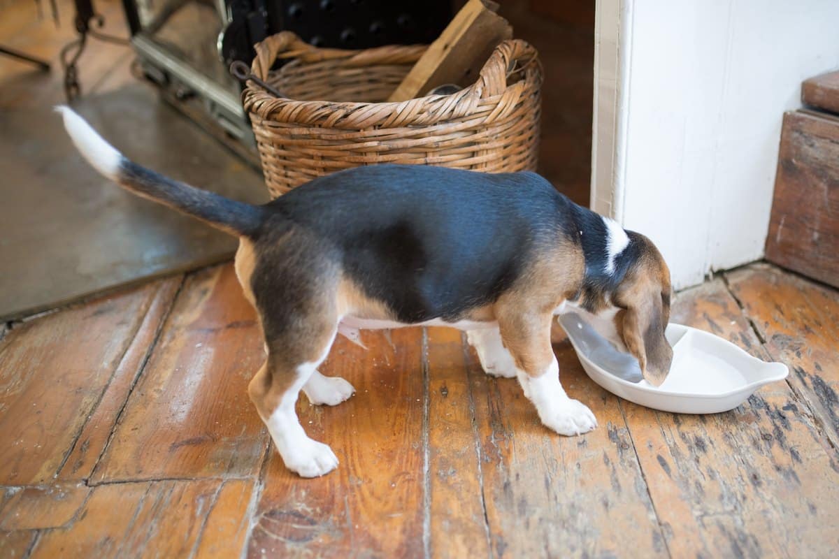 Beagle-Welpe frisst aus einem Napf auf dem Holzboden