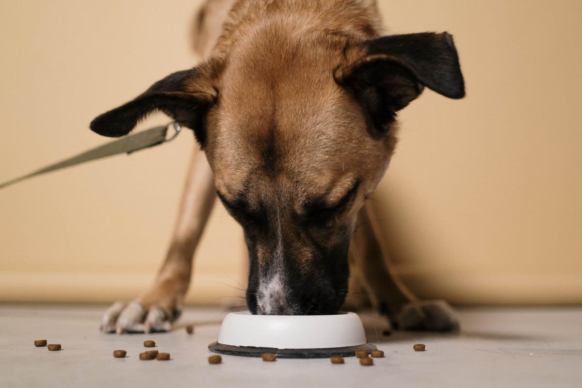 Brauner Hund frisst Trockenfutter aus einem Napf
